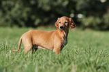 SALUKI 025